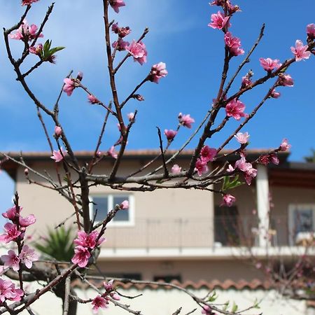 Residenza Anna Calabria Bed & Breakfast Briatico Exterior foto